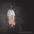 Can CBD Cause Stomach Problems? A Comprehensive Guide