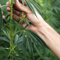 How Long Does It Take to Grow Hemp? An Expert's Guide