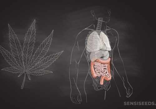 Can CBD Cause Stomach Problems? A Comprehensive Guide