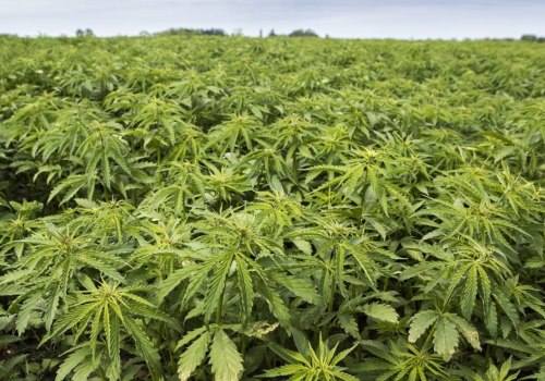 What is Industrial Hemp and What are its Uses?