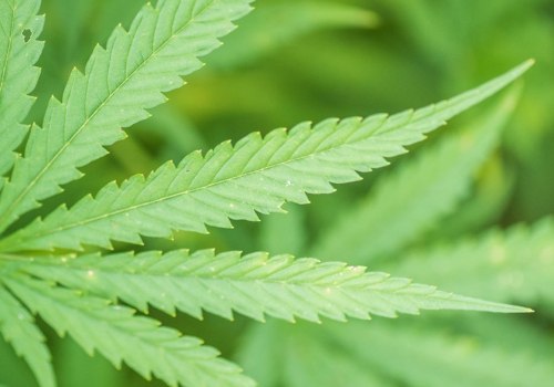 The Versatile Hemp Plant: Exploring Its Uses and History